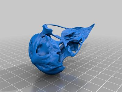 Osprey Skull
