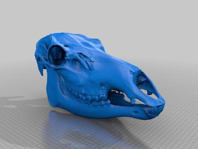 Elk Skull
