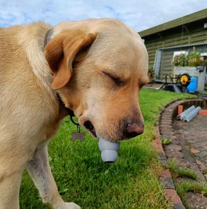 Interactive dog toy for treats