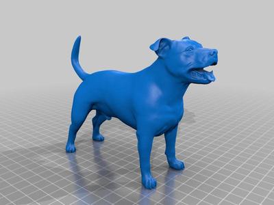Staffordshire Bull Terrier 