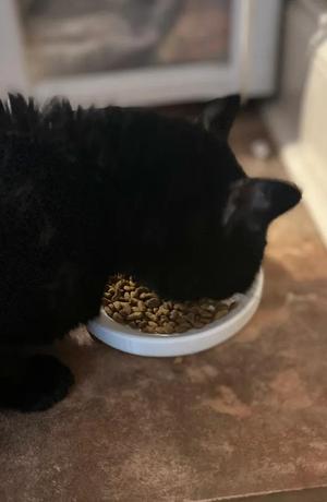 Low Food Bowl For Pets   