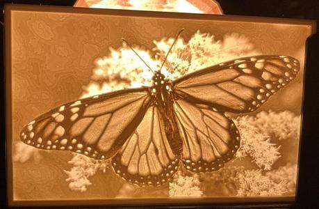 Butterfly Lithopane