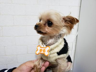 Pet nameplate for dogs