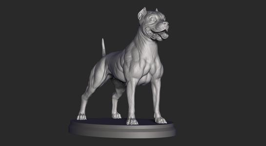 Pitbull Female