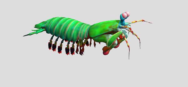 Mantis Shrimp