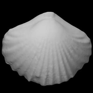 Quadratirhynchia crassimedia depressa