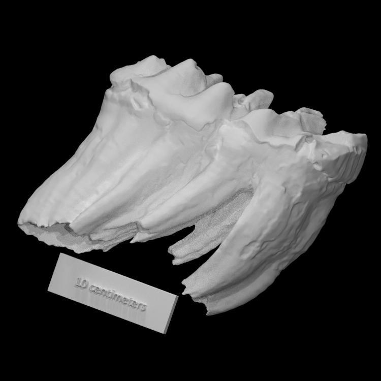 Perkinsville Mastodon Molar (VCU_3D_3652)