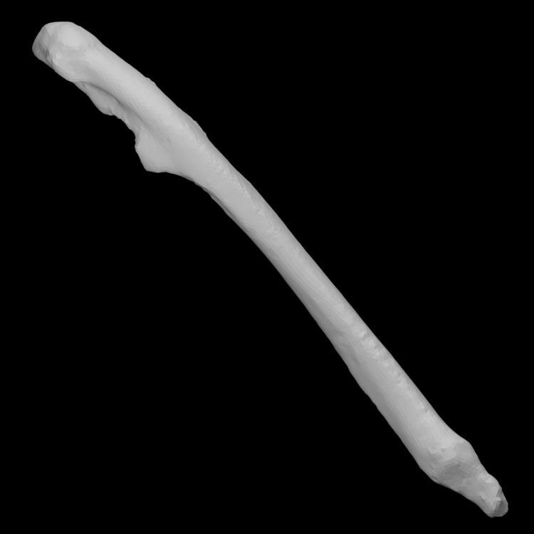 Guinea Pig Left Ulna