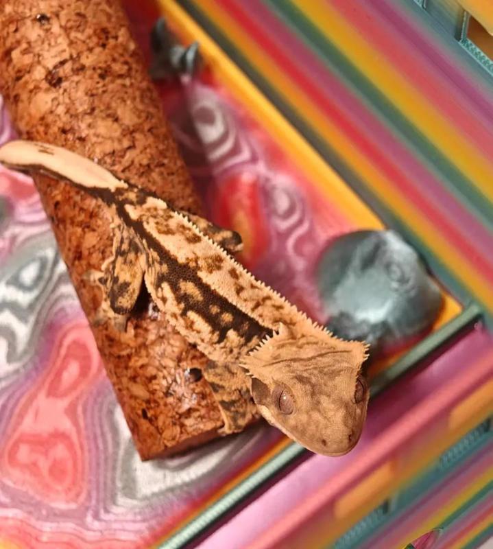 Magnetic Enclosure for Lizard Pets