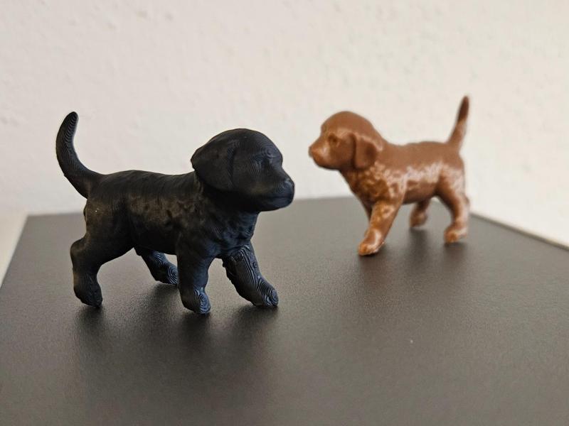 small dog - little Dog