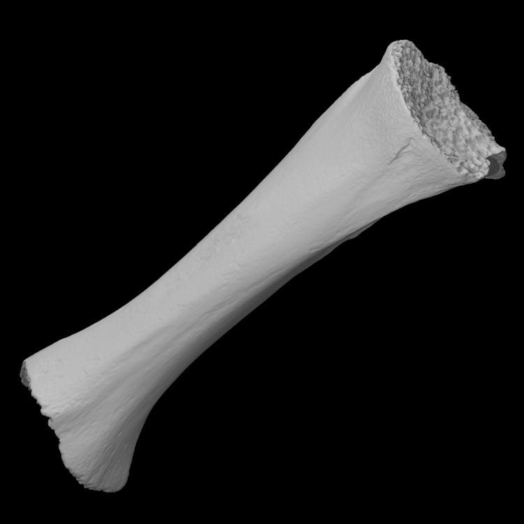 Juvenille mammoth tibia