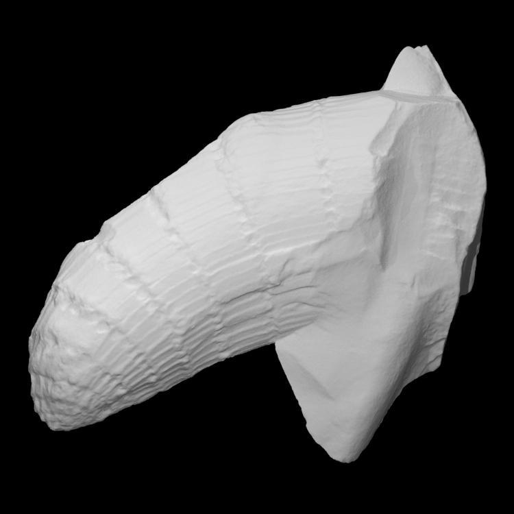 Horsetail - Calamites