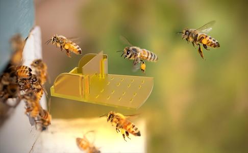Beehive Door Entrance Platform German Standard 3D print model