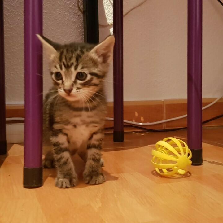 Kitty Cat Toy "Orbit Catcher"