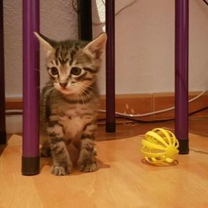 Kitty Cat Toy "Orbit Catcher"