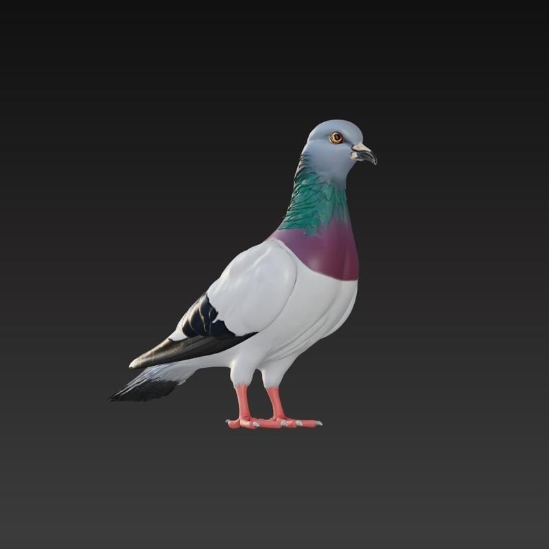 Pidgeon