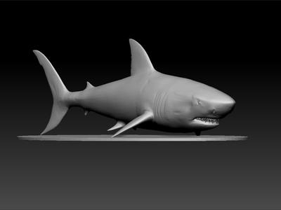 Shark