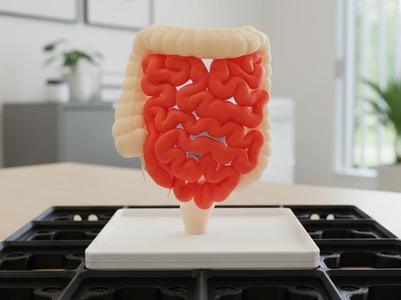Anatomical Model: Gridfinity Digestive Tract (AMS)