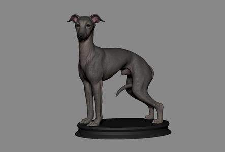 Greyhound