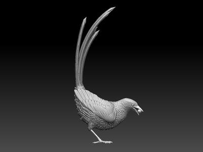 magpie