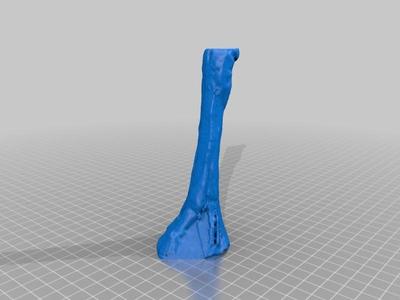 Fossil Horse Foot (Right Fore, Mesohippus/Oligocene)