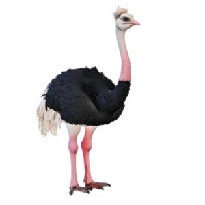 Playful Cartoon Ostrich