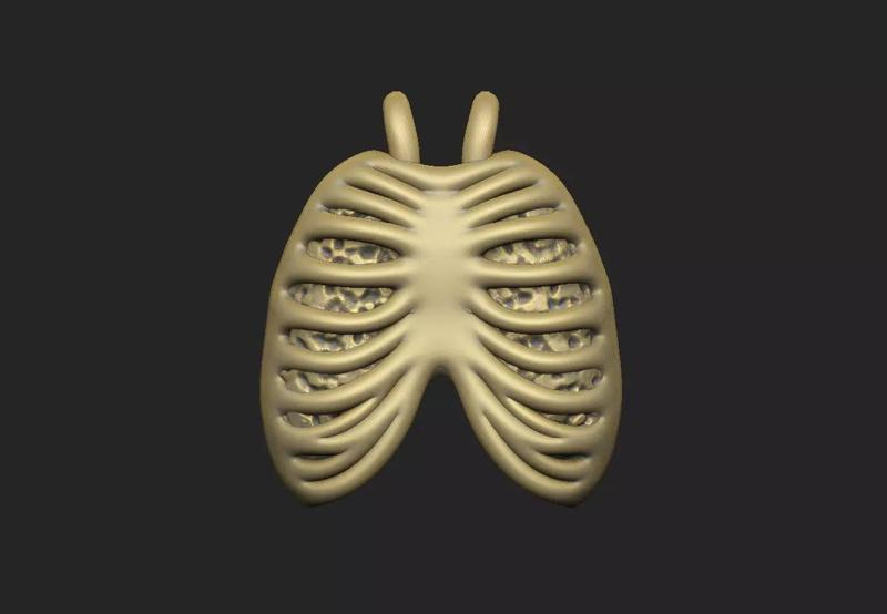 ribcage lung skeleton bone costal anatomy design