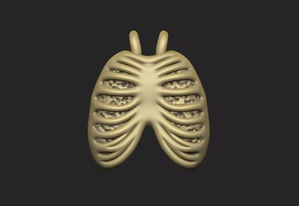 ribcage lung skeleton bone costal anatomy design