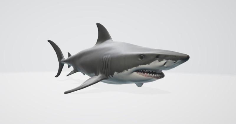 shark