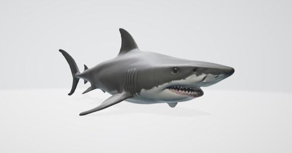 shark