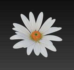 aster
