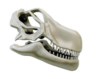 Argentinosaurus skull
