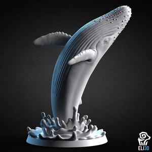 Humpback Whale