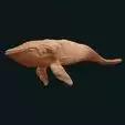 Humpback Whale swimming stl