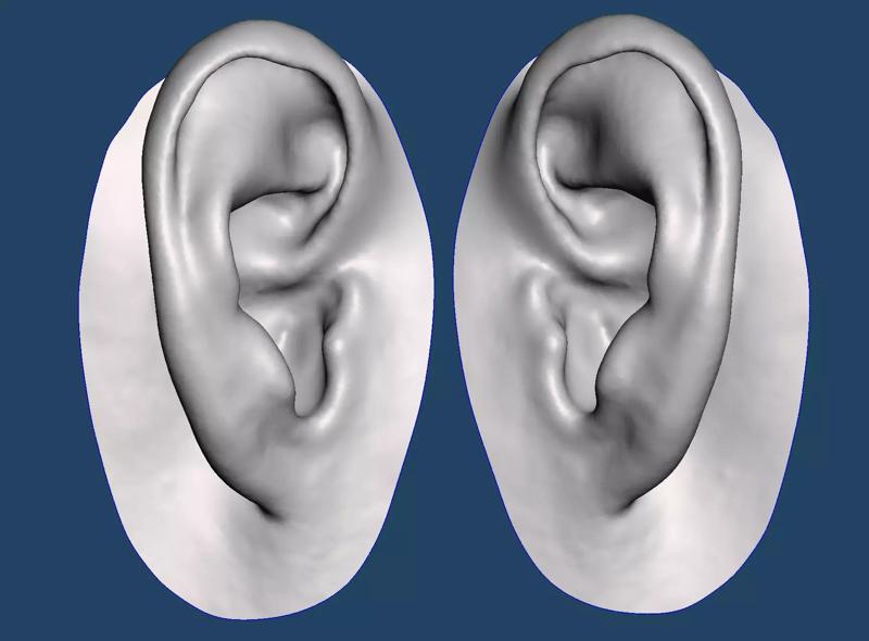 Natural human ear anatomy 07