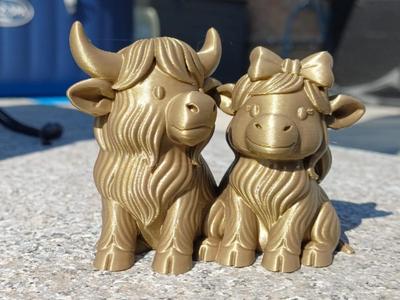 Adorable Highland Cow Couple