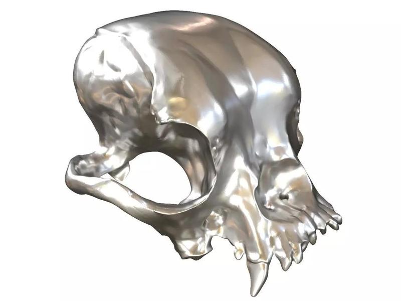 Cranium Charm Bulldog