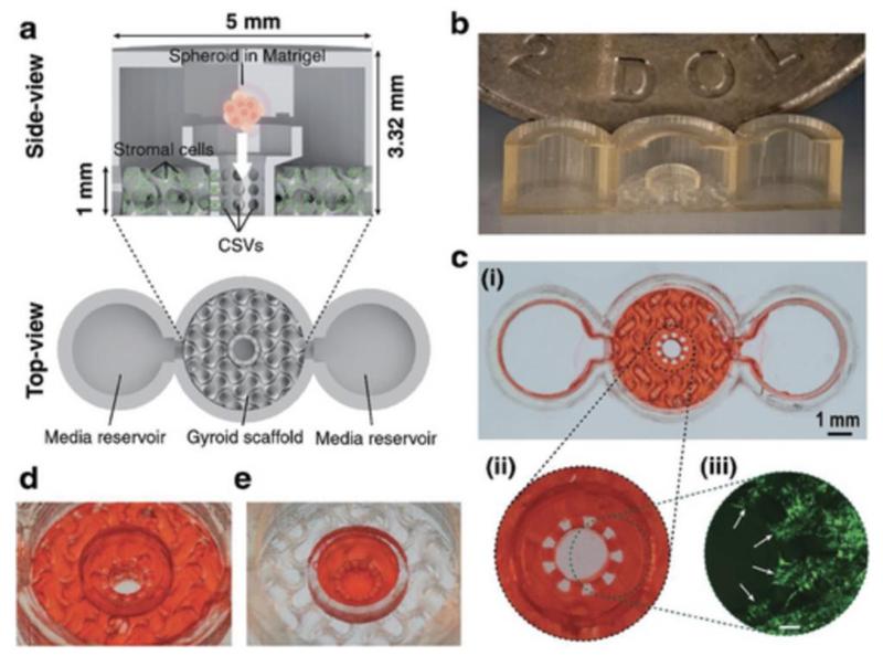 Organ-on-a-chip device
