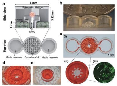 Organ-on-a-chip device