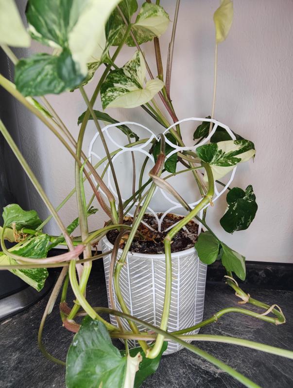 Plant Climbing Support Heart