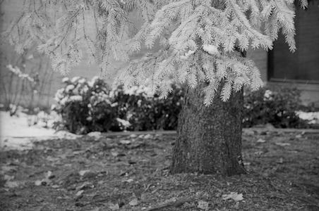 Instant Mytol Developer Capsule