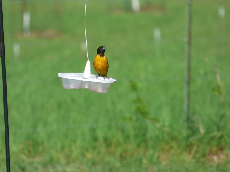 Oriole jelly feeder