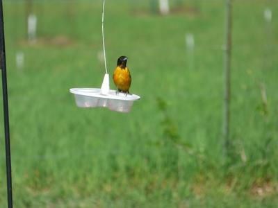Oriole jelly feeder