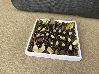 Succulent Leaf Propagation Tray