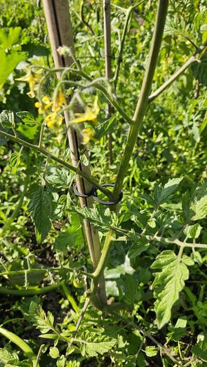 Tomato/flower clips fixation