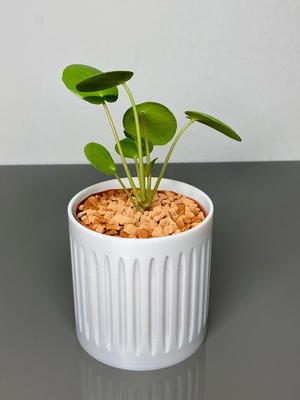 Planter 80mm