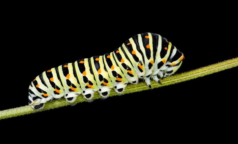 articulated catapiller   