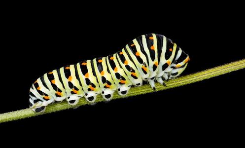 articulated catapiller   