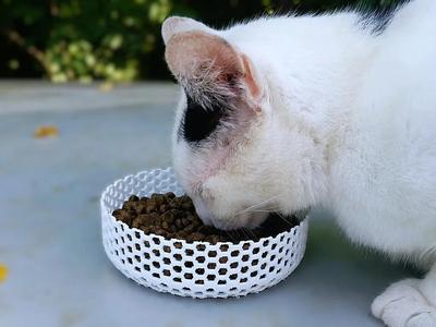 Honeycomb Food Bowl   