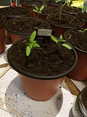 plant tag/label